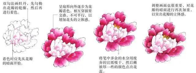 学习写意牡丹画的方法,学习写意牡丹画的步骤