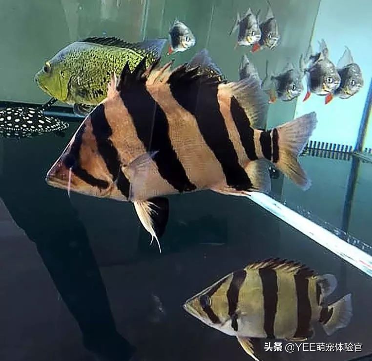 泰虎鱼为什么难养,养虎鱼七大忌讳