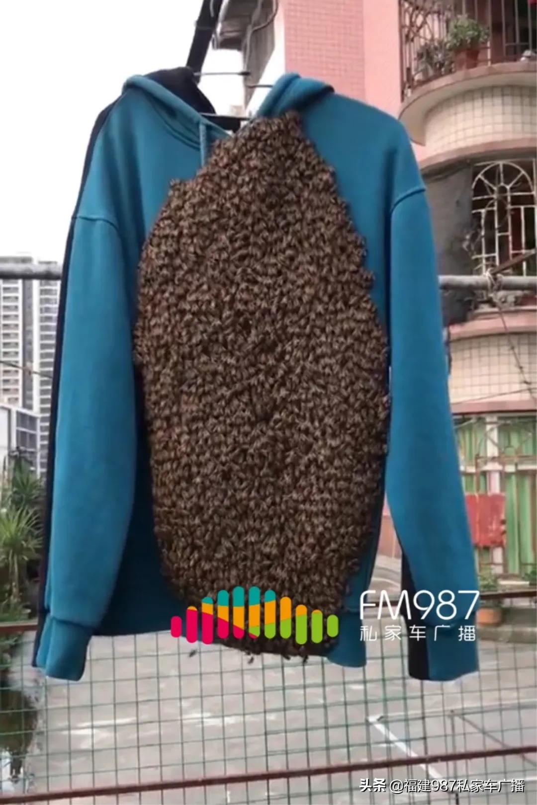 福州衣服爬满蜜蜂,福州市民晒一天衣服爬满蜜蜂