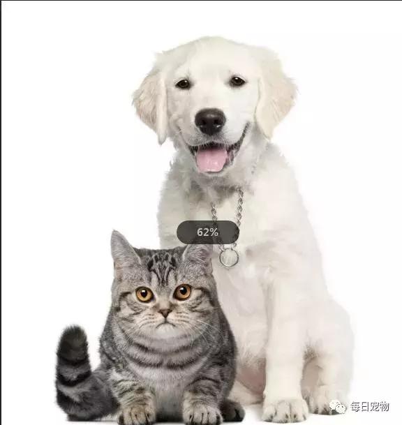 宠物店名字高端大气,你想做一家与众不同的宠物店吗