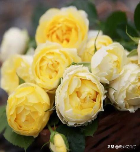 给大家推荐几款皮实好养的月季,好养不生病的月季有哪些品种