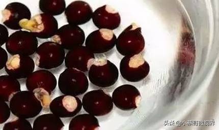 吃完的水果种子不要丢,吃完水果果核别扔