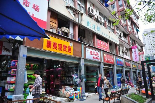 中国最大的鱼鸟虫批发市场,广州花鸟鱼虫批发市场在哪里
