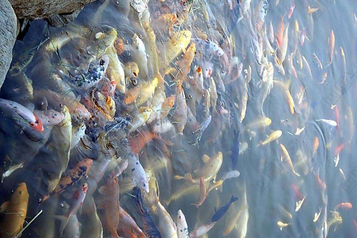 什么样的钓鱼小药穿透力强,什么钓鱼小药可以增加穿透力