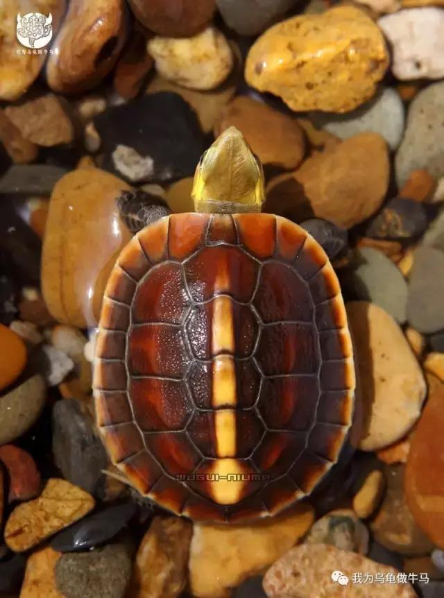 黄缘闭壳龟全集,黄缘闭壳龟和黄缘盒龟