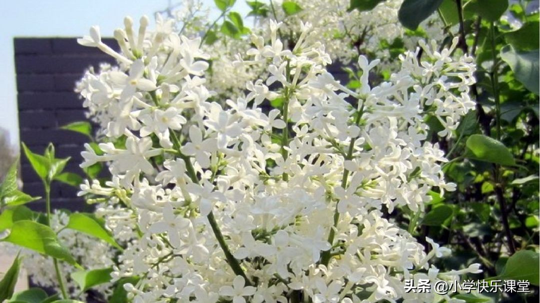 小学部编版六年级语文习作,六年级习作笔尖流出故事范文600字