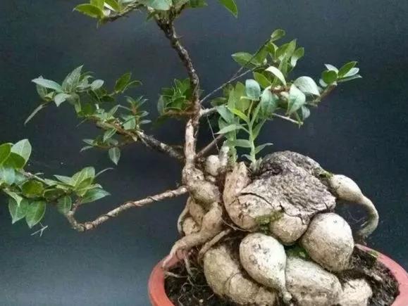 农村山里这种奇特植物,农村的一种植物根部像大蒜