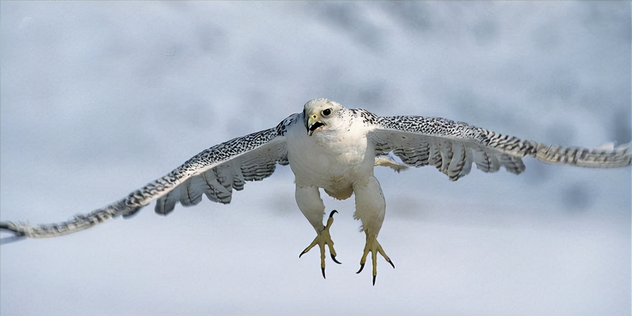 东江揽胜:收集常见鸟类图谱之猛禽篇,摄鸟人自留地,建议收藏