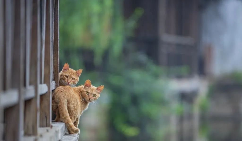 七月份的无锡,七八月份无锡旅游推荐