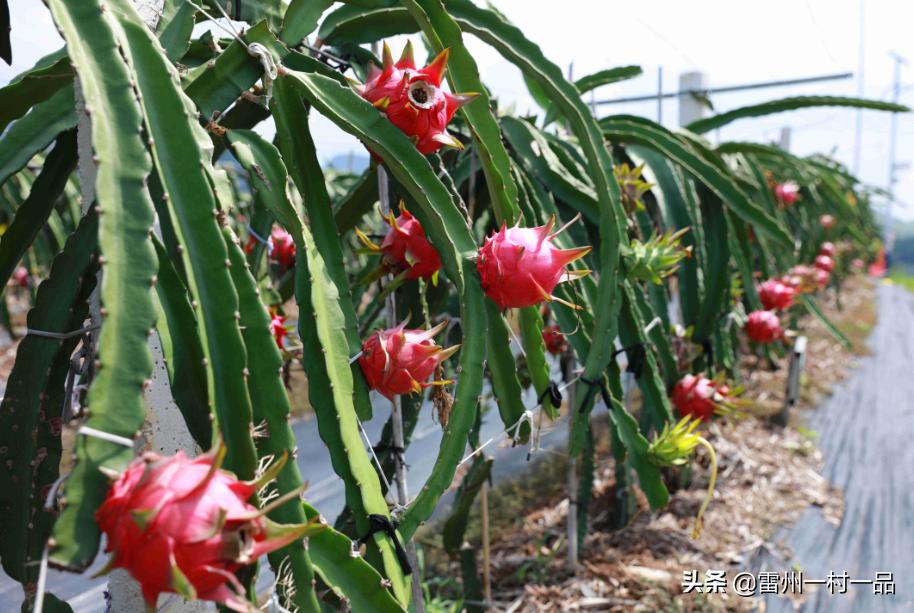 雷州市雷高镇下尾官田仔村,雷州雷高下尾村