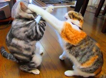 到底是养一只猫好还是养两只,养一只猫好一点还是两只猫好一点