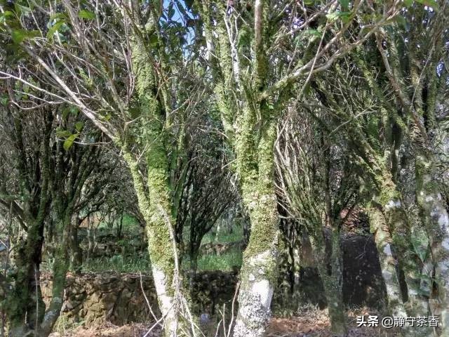 凤凰茶是清香的好还是浓香,凤凰茶的级别