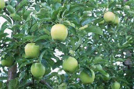 果实生长缓慢什么原因,果实产量高是什么原因