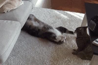 猫咪打架的5种真实原因,猫与猫咪之间打架会流血受伤吗