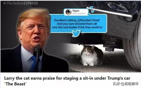 英国第一御猫,英国第一猫拉里视频