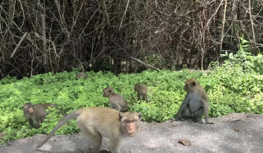 泰国开夜车安全吗,在泰国开夜车