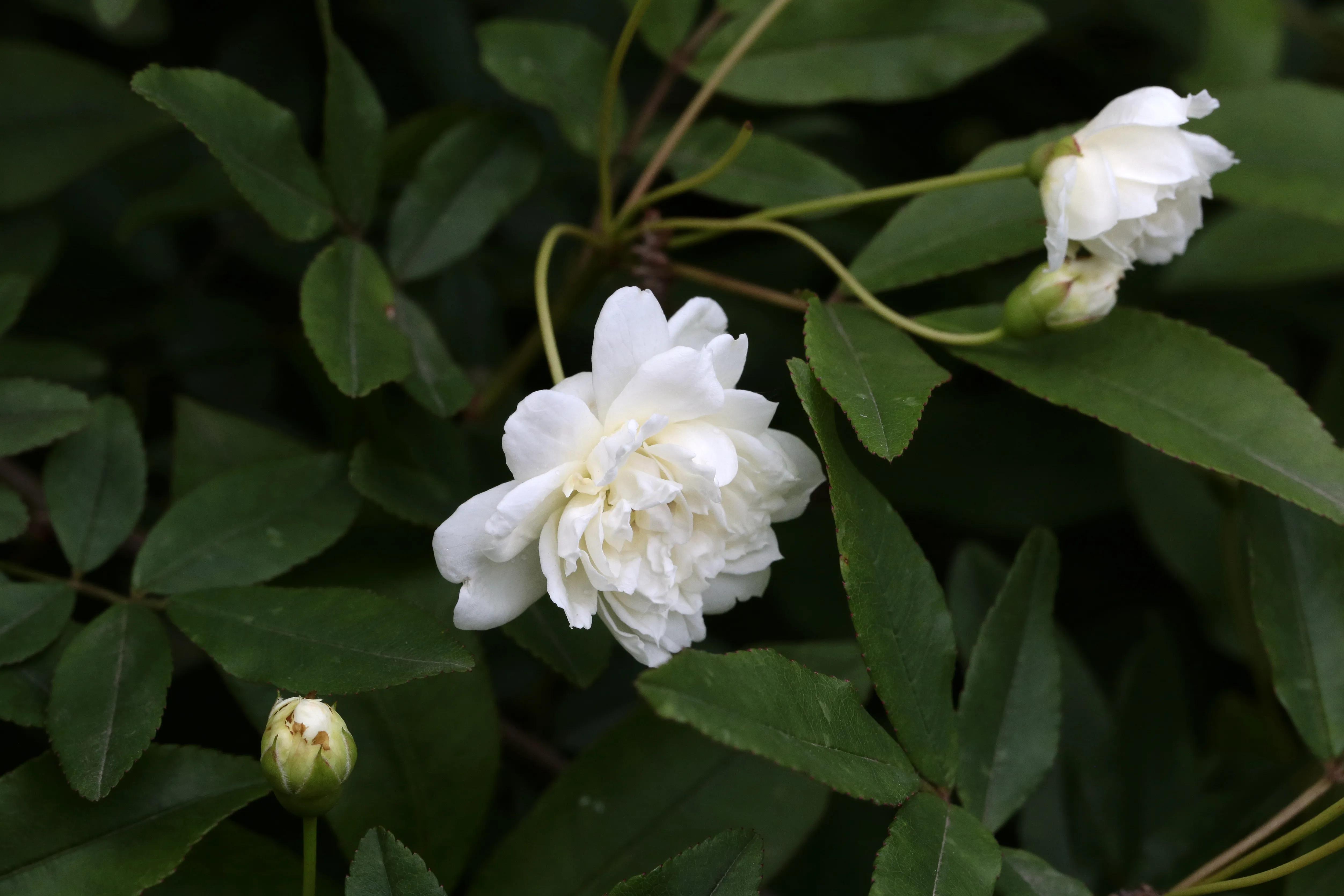 西溪湿地花朝节花草集（2）