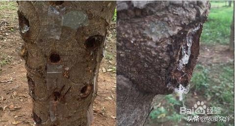 雪燕是什么做的,雪燕的最佳做法