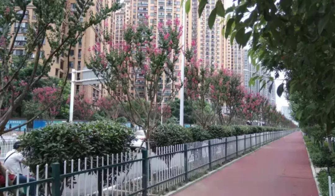 红桥力量|飞花点翠簇拥“精致汉阳”“高颜值”凸显生态宜居