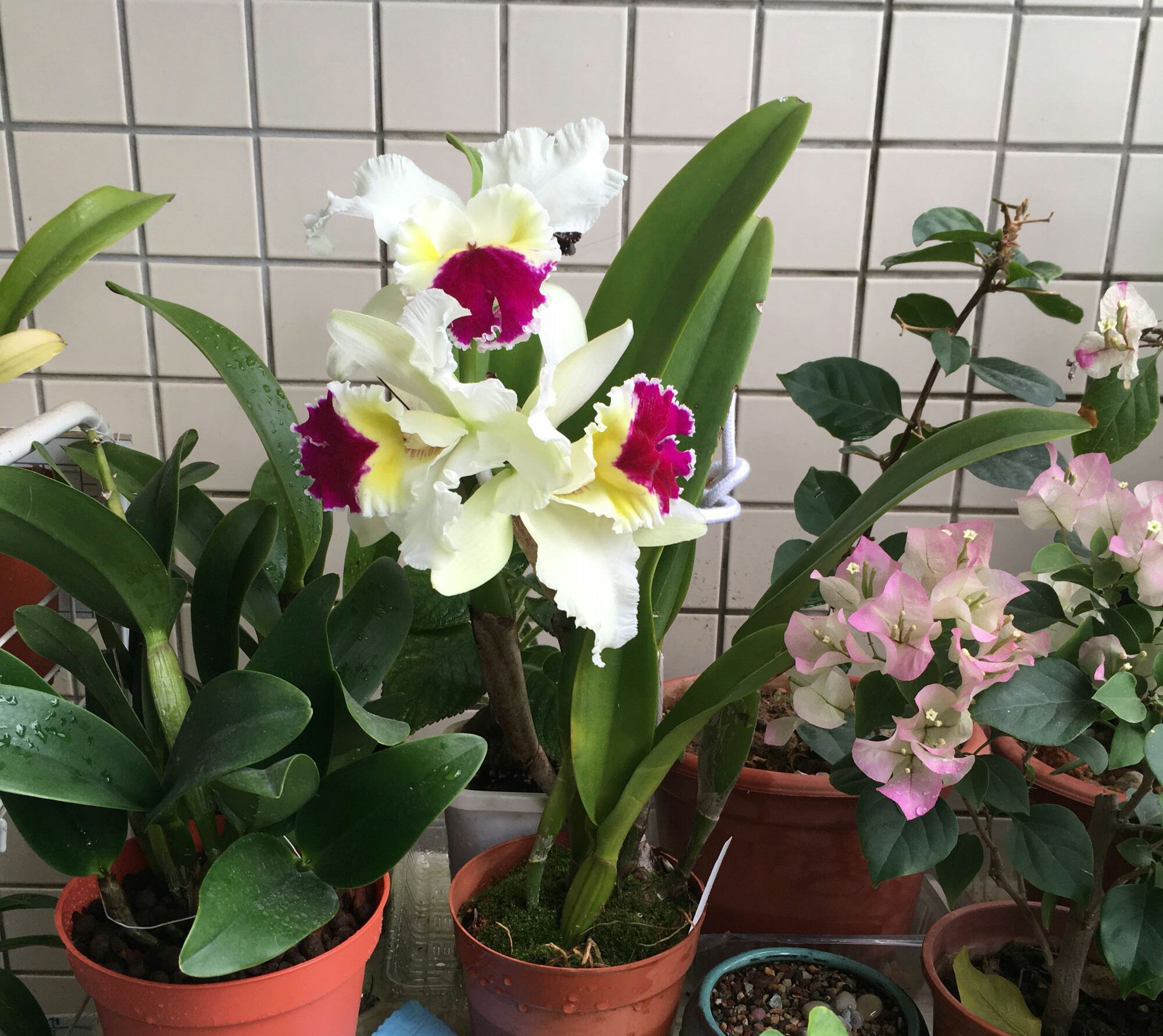 家庭养花自制无臭味的养花肥料,去除羊粪异味的几种方法