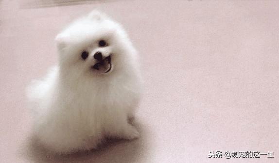 一个月的小博美长什么样,小博美多大养比较好