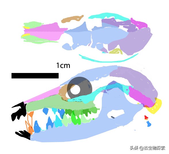2020中国古生物学十大进展新闻,中国十大史前生物进化