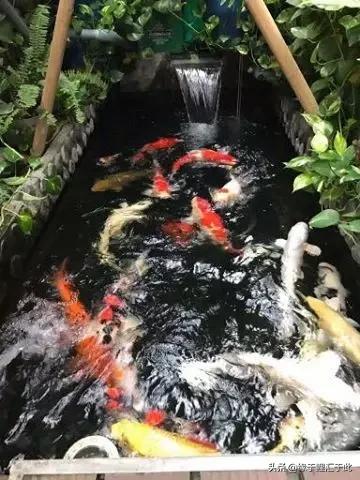 锦鲤和锦鲫的鱼病防治,如何治疗锦鲤尾巴长白疙瘩