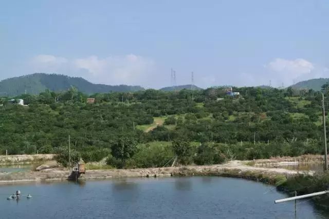 打卡茶产地｜收陈皮时节到啦！这有你想get的重点