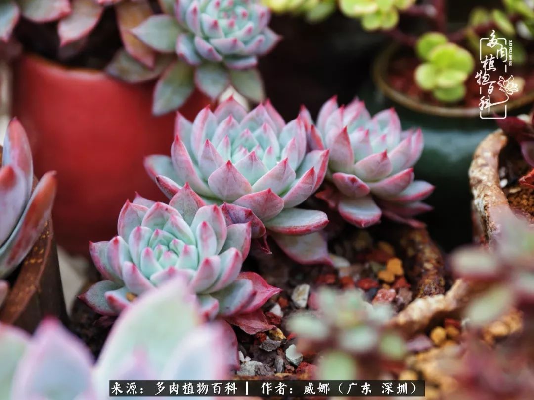 笼子里的多肉,露养的多肉和室内的多肉区别