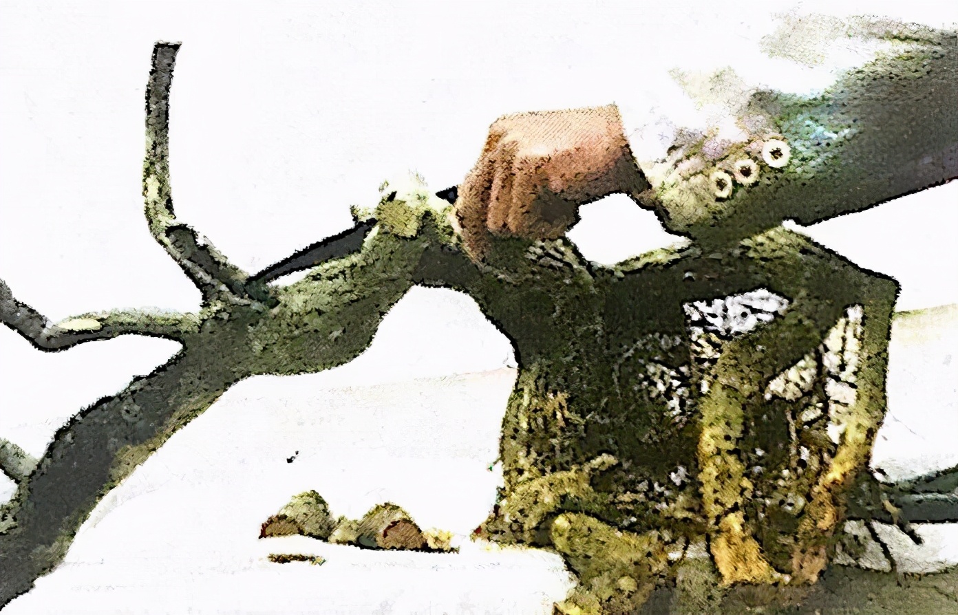 悬崖式老桩盆景,悬崖式盆景造型详解