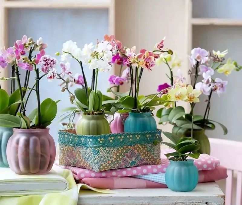 哪种兰花最好养四季开花又很香,春节养什么兰花最香好看