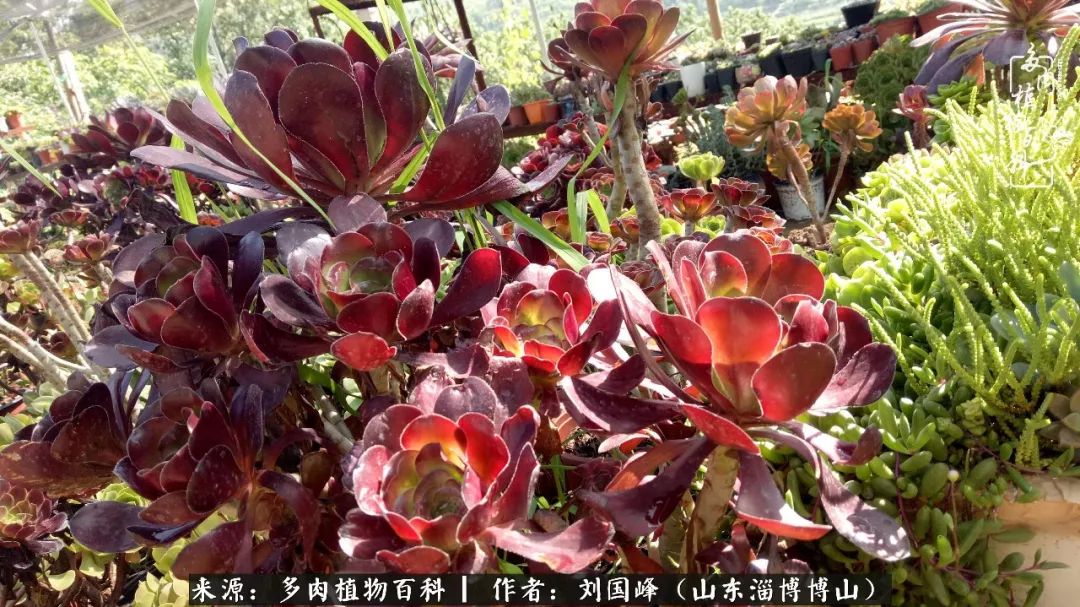 多肉植物大王叫我来巡山,大王叫我来巡山绿植