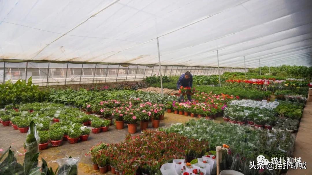 聊城最便宜的花卉批发,聊城附近的花卉市场