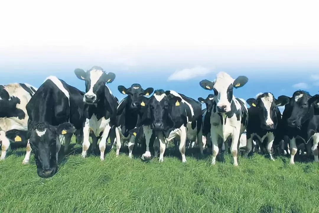 中国圣牧业绩怎么样,中国圣牧2023年度营收35.2亿元