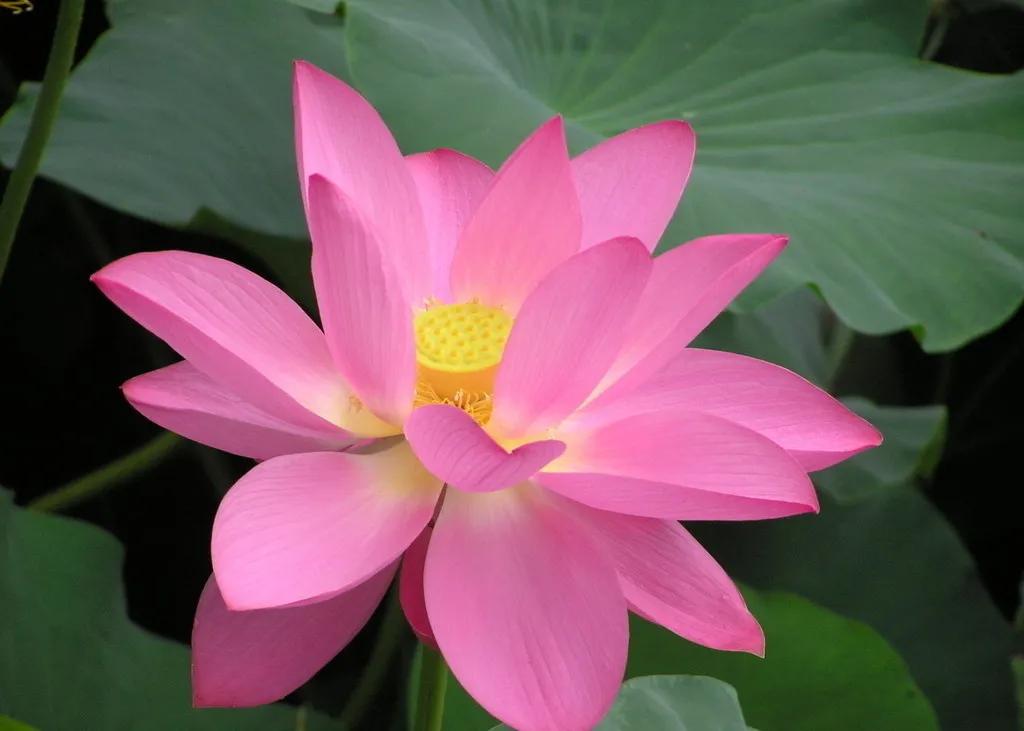 小人是如何控制你的,怎么面对生活中的小人