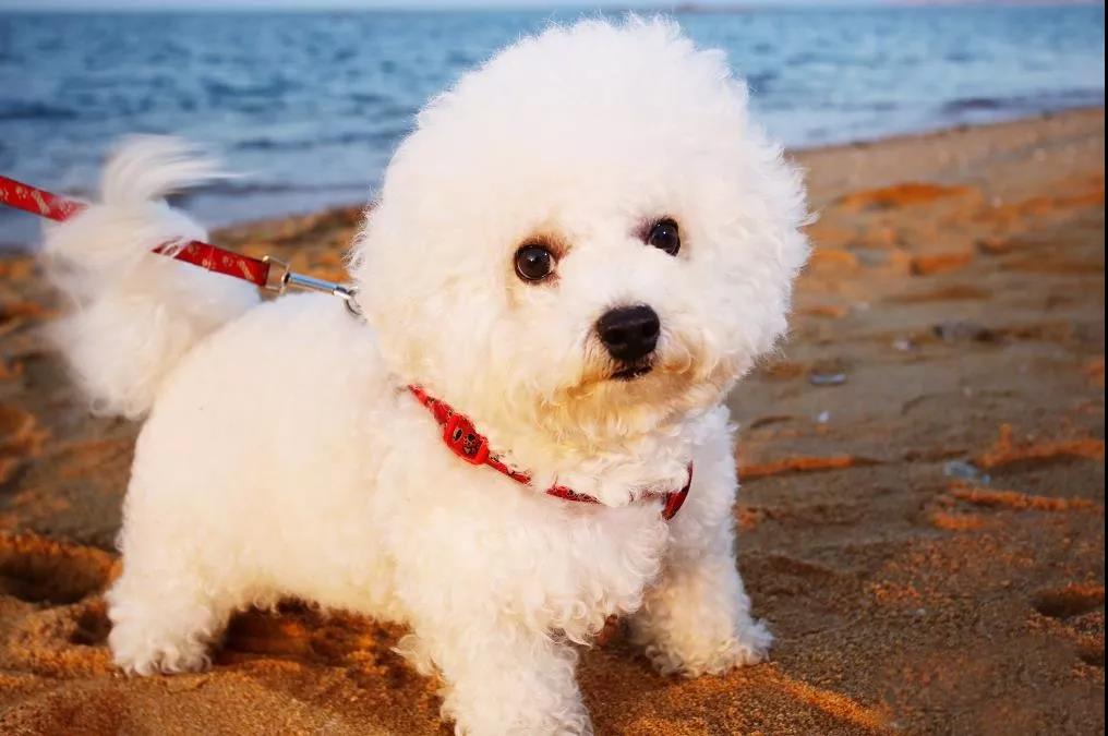 很好养不爱叫的小型犬,不吵不闹的小型犬有哪些