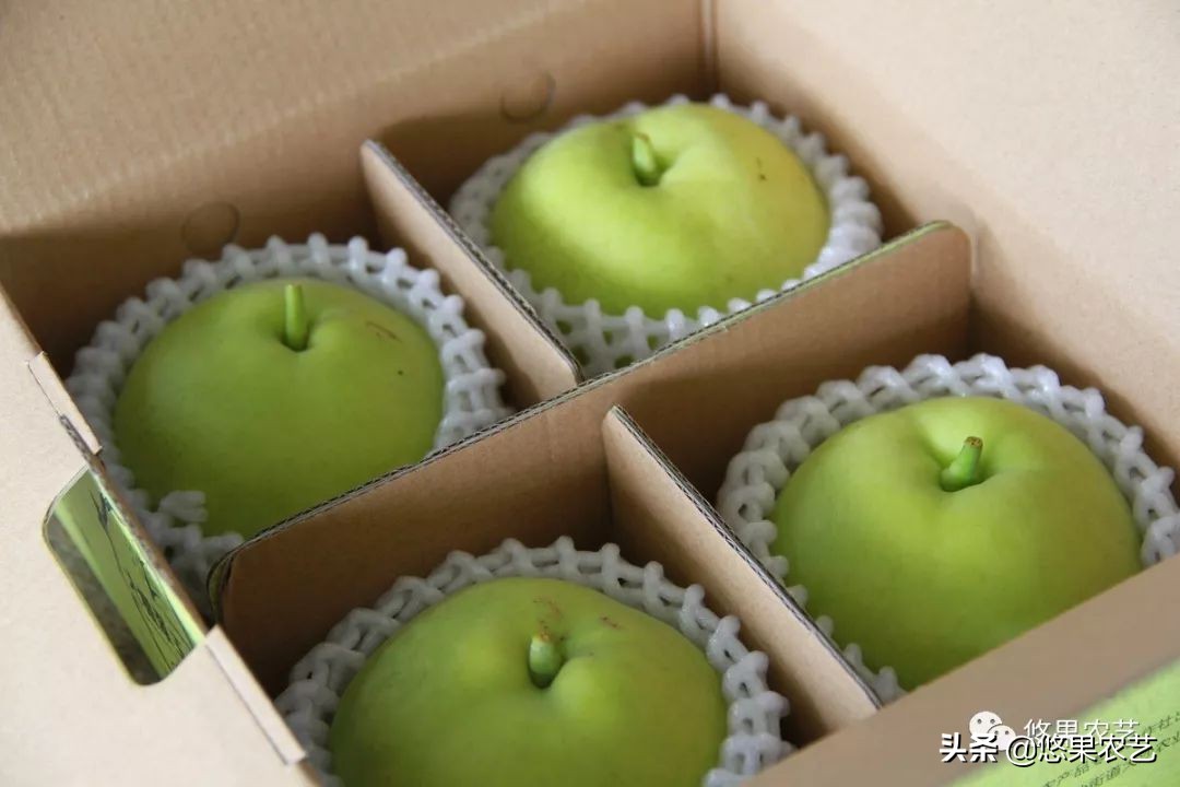 如何选择适合的果树品种,果树栽培品种的选择