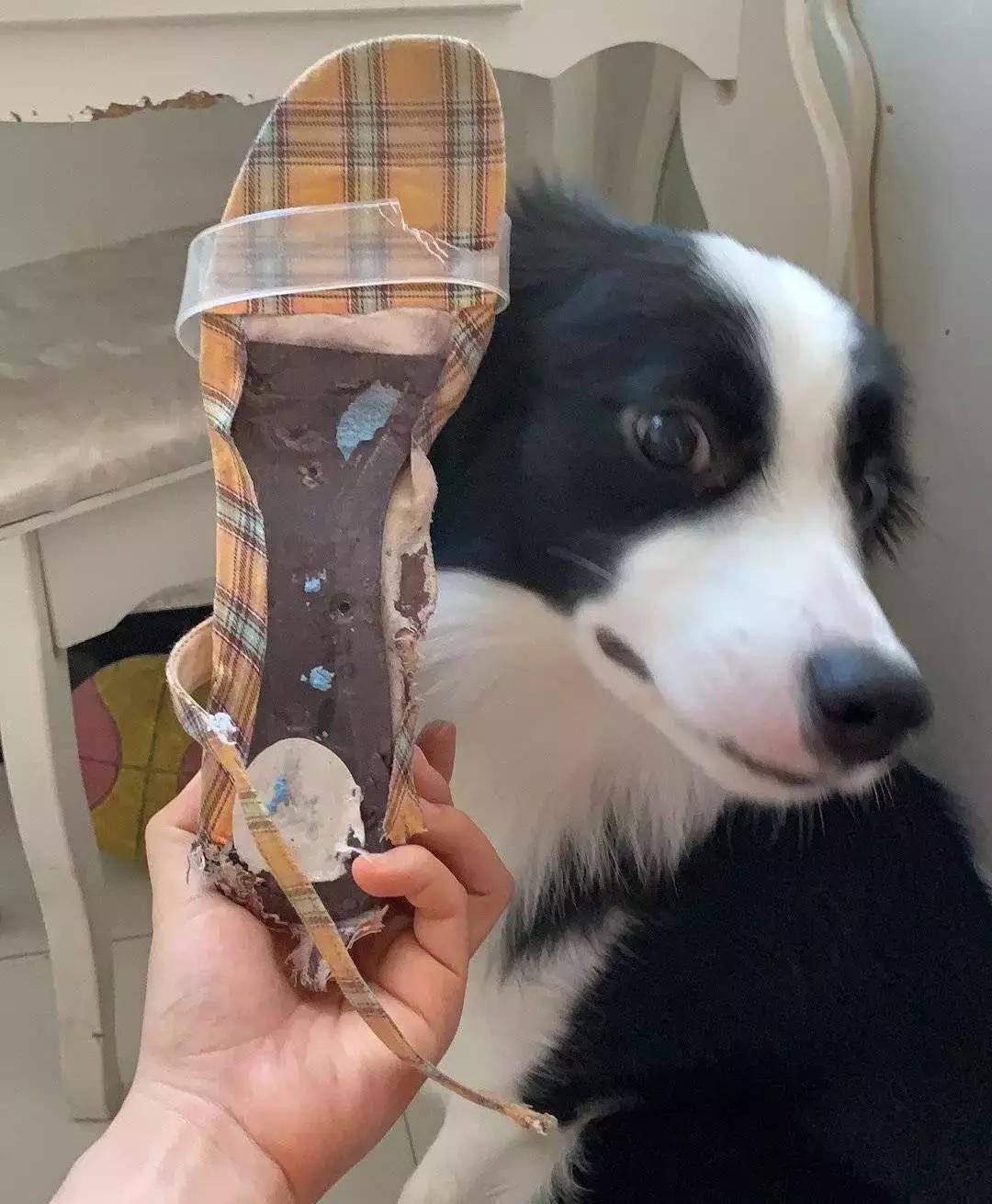 狗狗这么可爱，怎么舍得和它吵架呢？除非忍不住