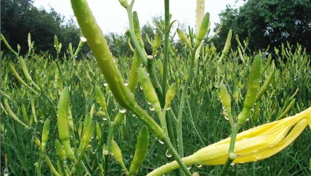 上等的山珍,上等山珍国宾菜