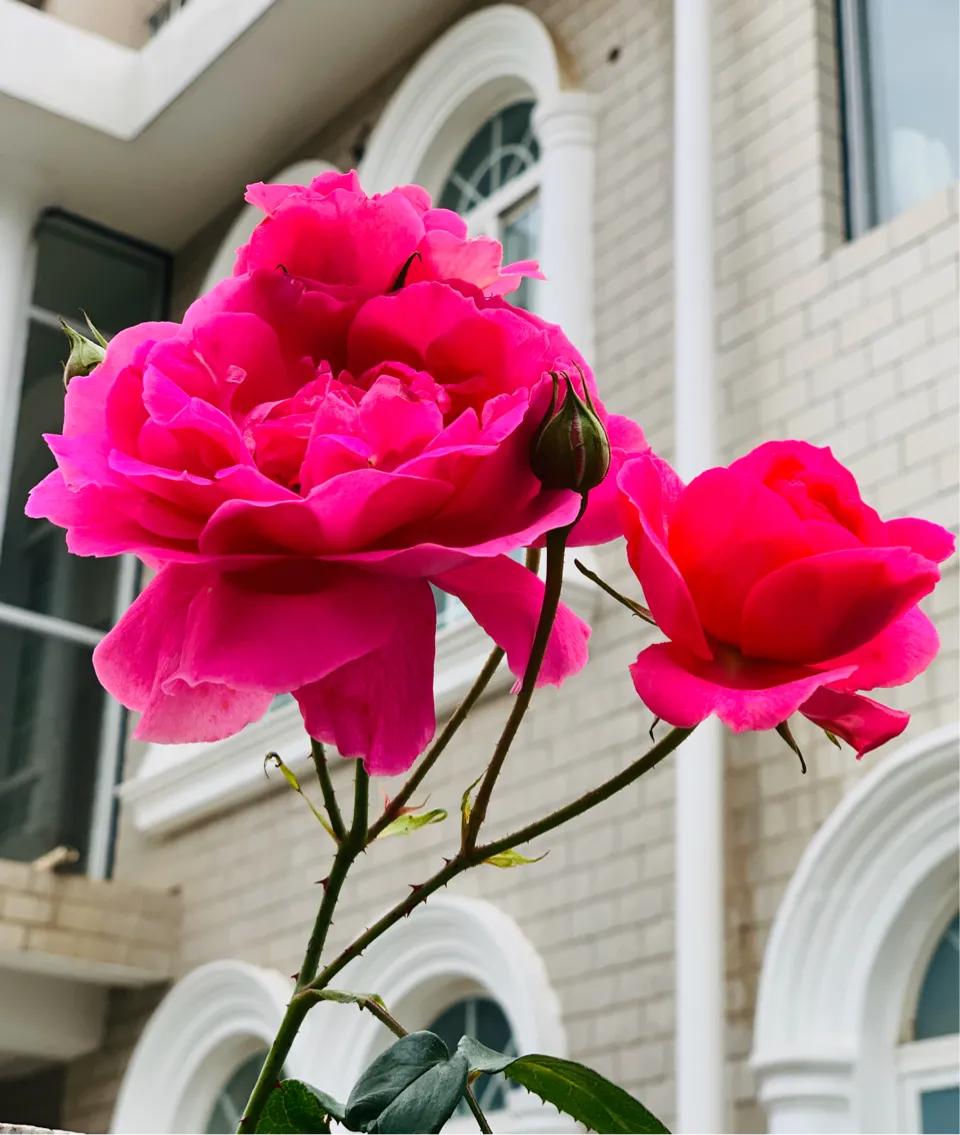 七律谷雨时节,七律谷雨时节平水韵