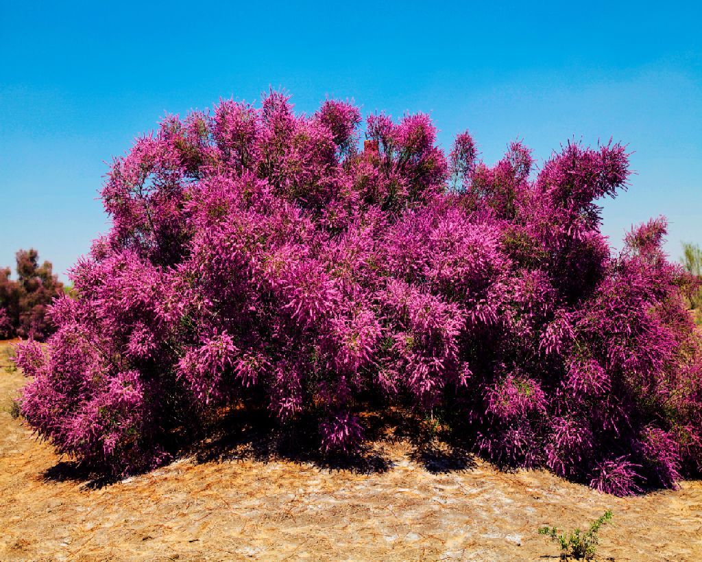 哭泣的红柳滩,哭泣的红柳滩下