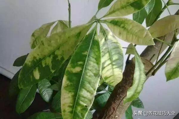养发财树一定要注意以下几点,发财树容易被浇死