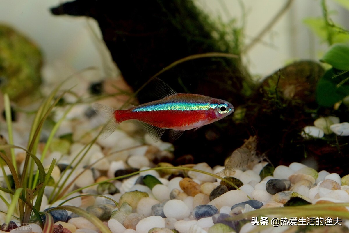 家里养的鱼蹭缸怎么办？