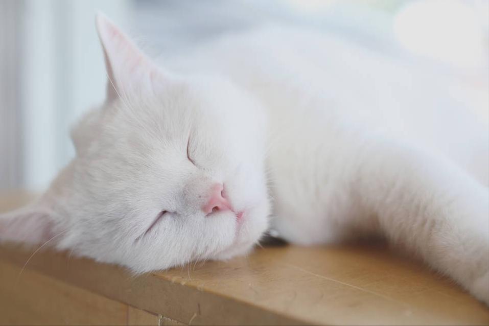 猫抽搐后脚走不稳,猫被臭脚熏到抽搐