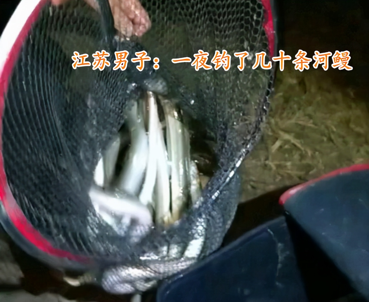 河鳗泛滥?江苏南通钓鱼人称一夜钓几十条,网友:这鱼300一斤