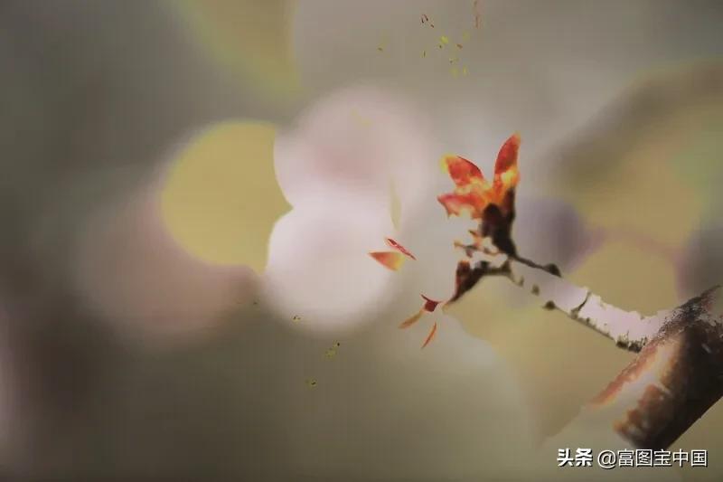 桃花怎么拍才好看,桃花怎么拍摄才能出新意
