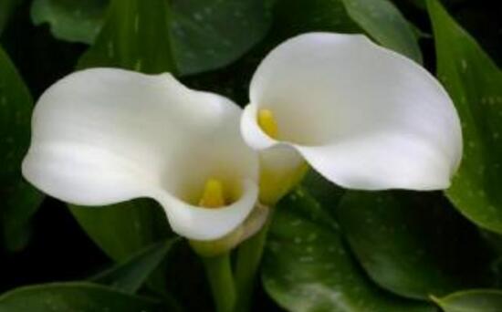 马蹄莲怎么浇水才会活,马蹄莲每天浇水的正确方法