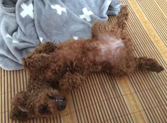 泰迪犬的睡姿代表不同的性格,泰迪犬的睡姿知多少