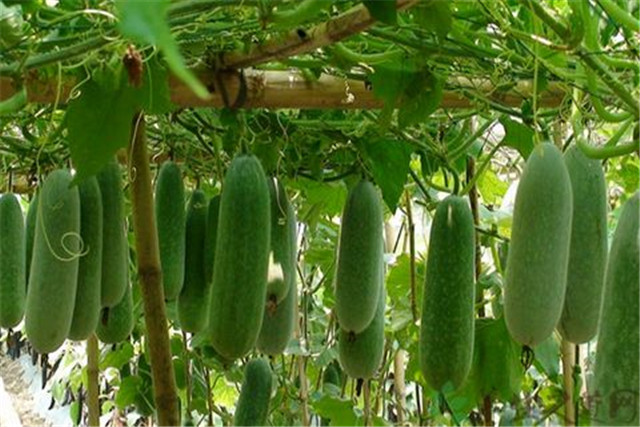 广东节瓜种植搭架技术,广东节瓜什么时候种植最好