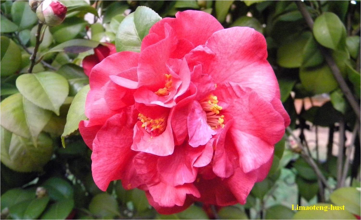 话说油茶树,山茶花油茶和茶梅的区别图片